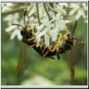 Tenthredo amoena - Blattwespe 01.jpg